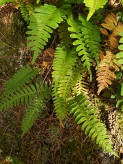 Polypodium virginianum