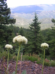 Eriogonum compositum