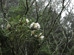 Rhododendron formosanum