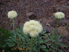 Eriogonum compositum