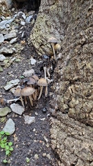 Coprinellus micaceus