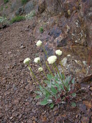 Eriogonum compositum