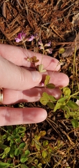 Lespedeza procumbens