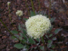Eriogonum compositum