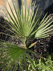 Washingtonia