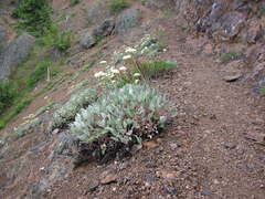 Eriogonum compositum