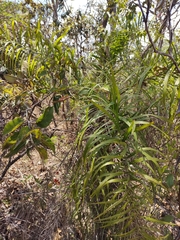 Arecaceae