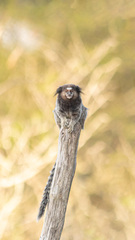 Callithrix penicillata