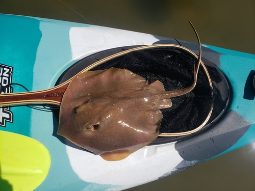 Atlantic Stingray (Hypanus sabinus) — Dasyatidae — 2