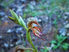 Pterostylis hamata