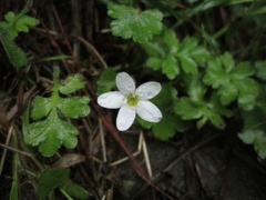 Ellisiophyllum pinnatum