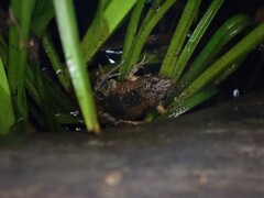 Crinia parinsignifera