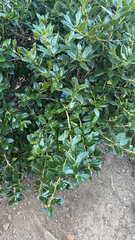 Ilex cornuta