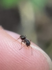 Lasius americanus