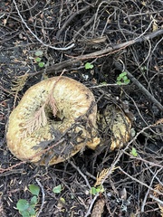 Turbinellus kauffmanii