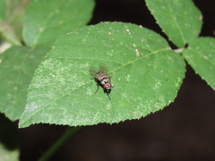 Limnophora obsignata
