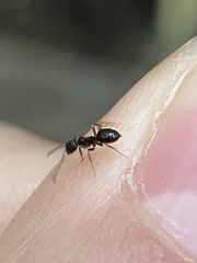 Lasius americanus