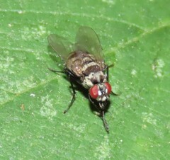 Limnophora obsignata