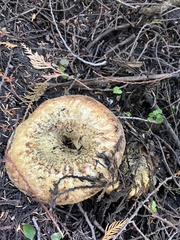 Turbinellus kauffmanii