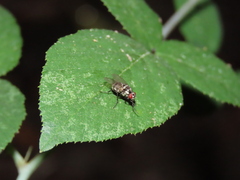 Limnophora obsignata