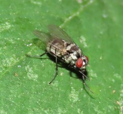 Limnophora obsignata