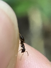 Lasius americanus