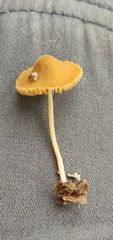 Entoloma