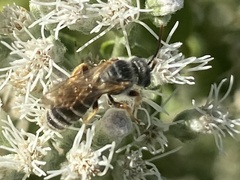 Halictus ligatus