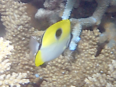 Chaetodon unimaculatus
