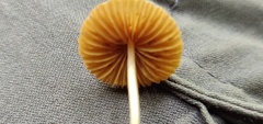Entoloma