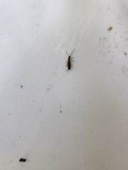 Forficula auricularia