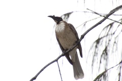 Philemon corniculatus