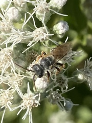 Halictus ligatus