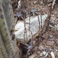 Thompsonella minutiflora