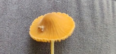 Entoloma