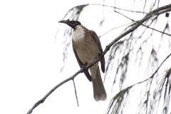 Philemon corniculatus