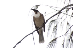 Philemon corniculatus