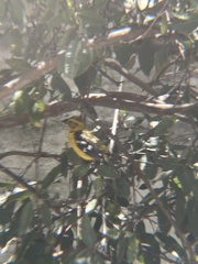 Pheucticus chrysogaster