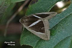 Chalciope mygdon