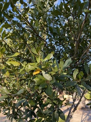 Pimenta racemosa