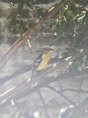 Pheucticus chrysogaster