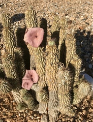 Ceropegia gordonii image