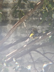 Pheucticus chrysogaster