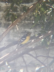 Pheucticus chrysogaster