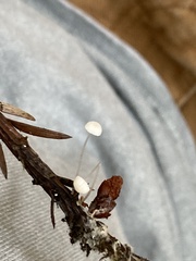 Mycena tenerrima