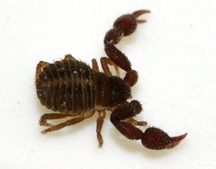 Chernetidae