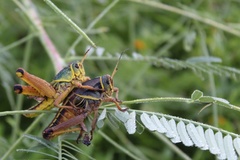 Brachystola behrensii