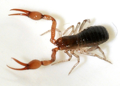 Neobisium