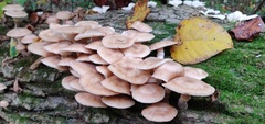 Armillaria