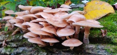 Armillaria